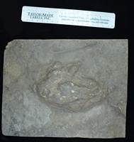 Dinosaur Tracker Crate I Museum Fossils
